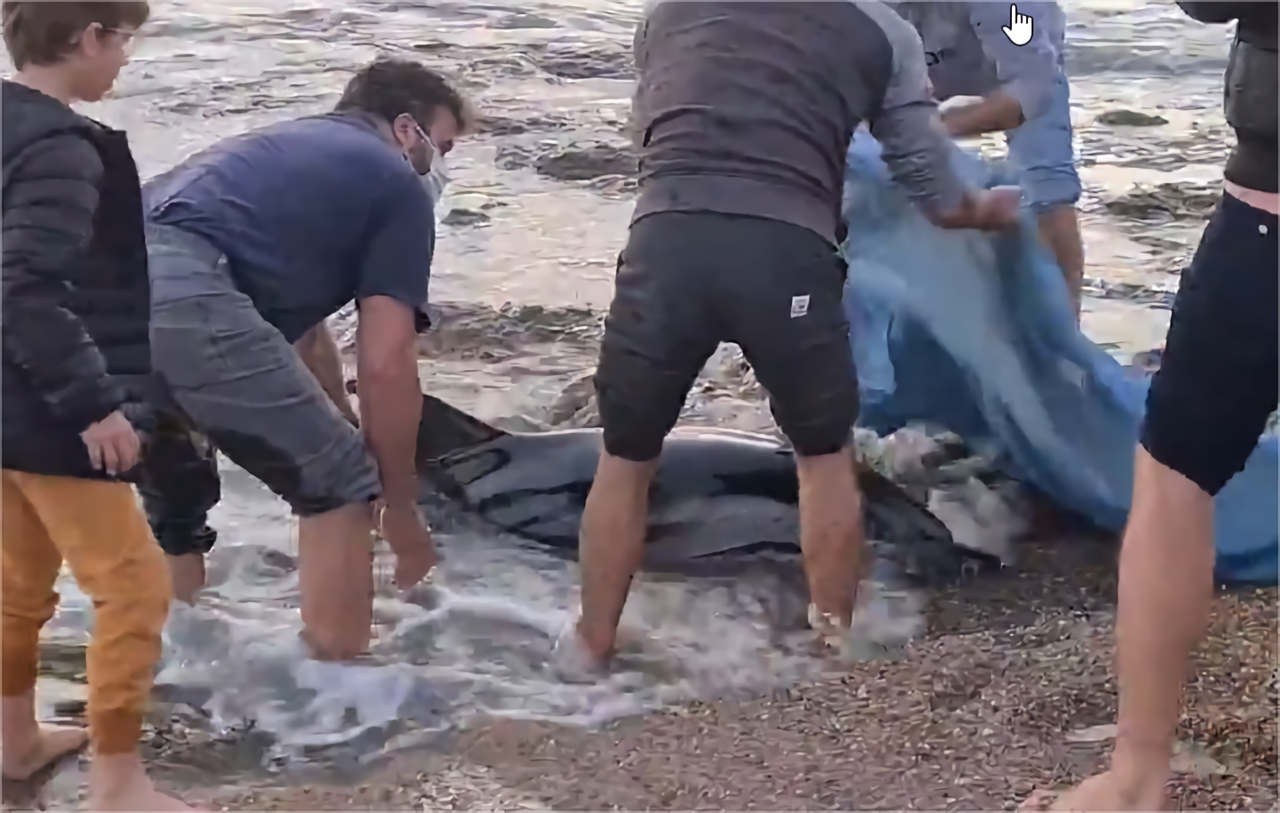 Vendée ~ Brétignolles-sur-Mer : ils sauvent un dauphin et le remettent à l’eau