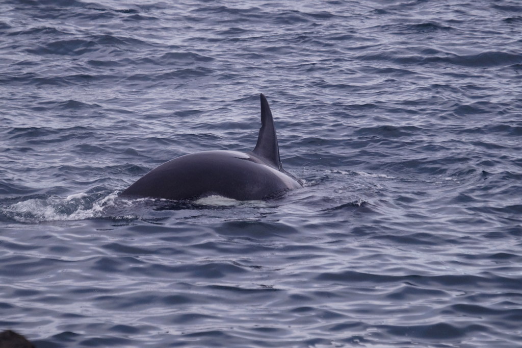 Des Ecossais sauvent une orque échouée sur une plage
