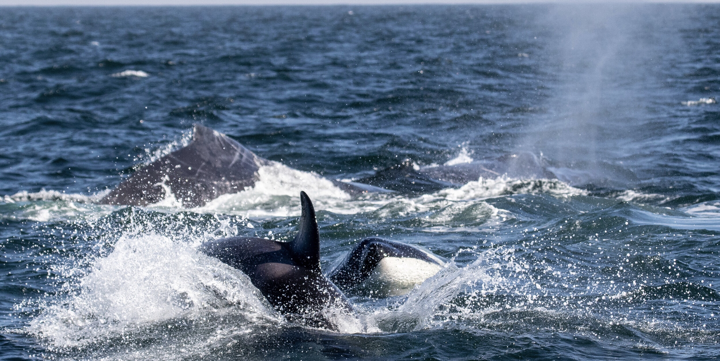 Une baleine revient sur une scène de crime avec du renfort
