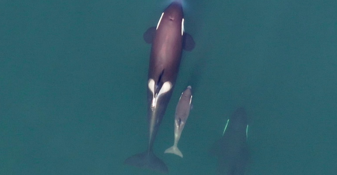 Colombie-Britannique ~ Le retour d’un groupe d’orques au bout de 20 ans