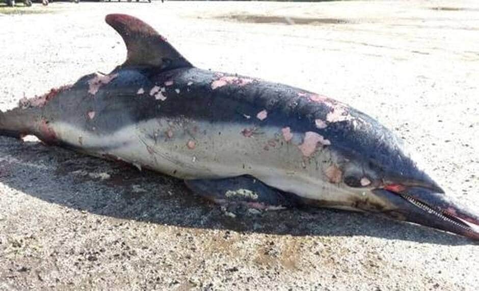 Larmor-Plage (Bretagne) ~ Un dauphin échoué à Kerguelen
