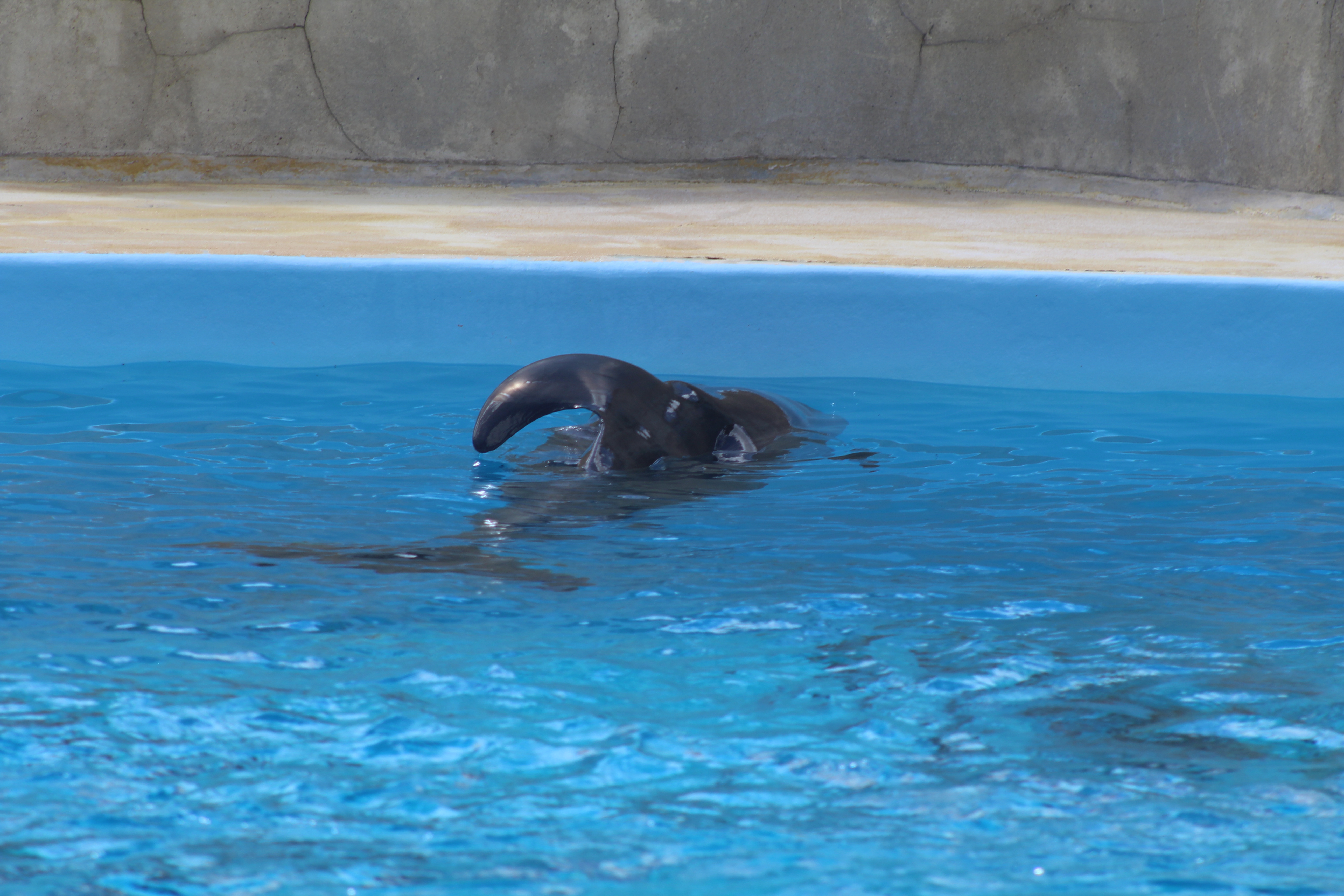 Fermeture du delphinarium du Parc Astérix – Nos inquiétudes sur le devenir des dauphins…