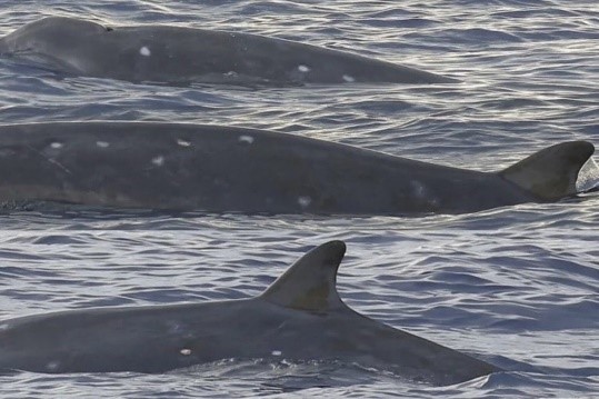 Chine ~ L’observation inédite de spécimens vivants de baleines à bec