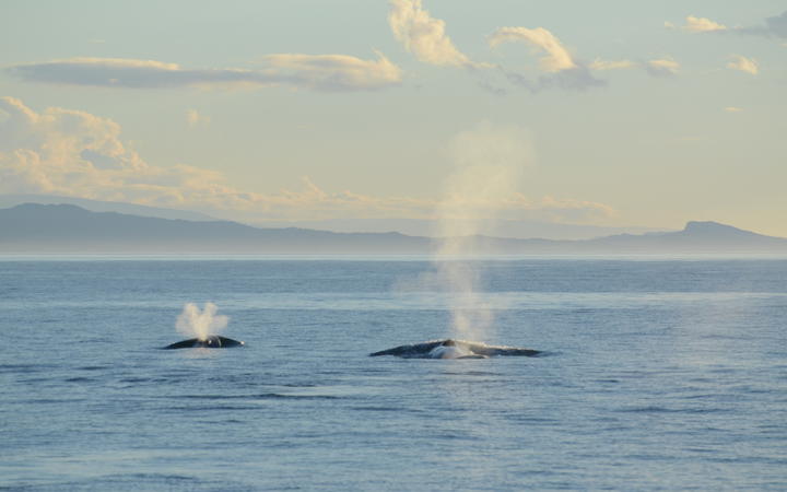 Nouvelle-Zélande ~ Une connexion spéciale avec la baleine bleue