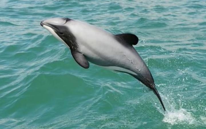 Nouvelle-Zélande ~ Stabilisation du nombre de dauphins d’Hector grâce au sanctuaire ?