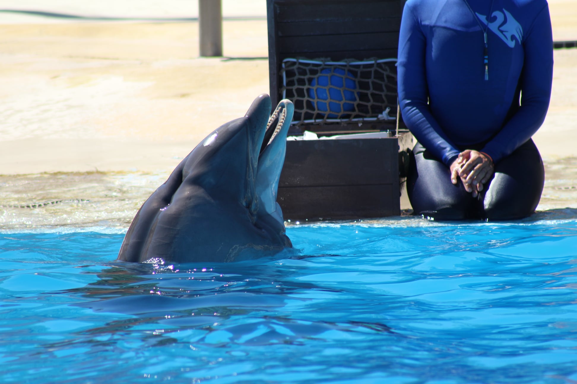 Transferts et euthanasie : le sort des dauphins du parc Astérix est scellé