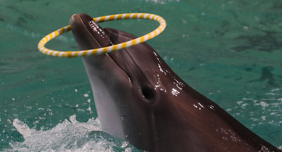 Nouvelle-Galles du Sud (Australie) ~ Une loi vient interdire les spectacles de dauphins