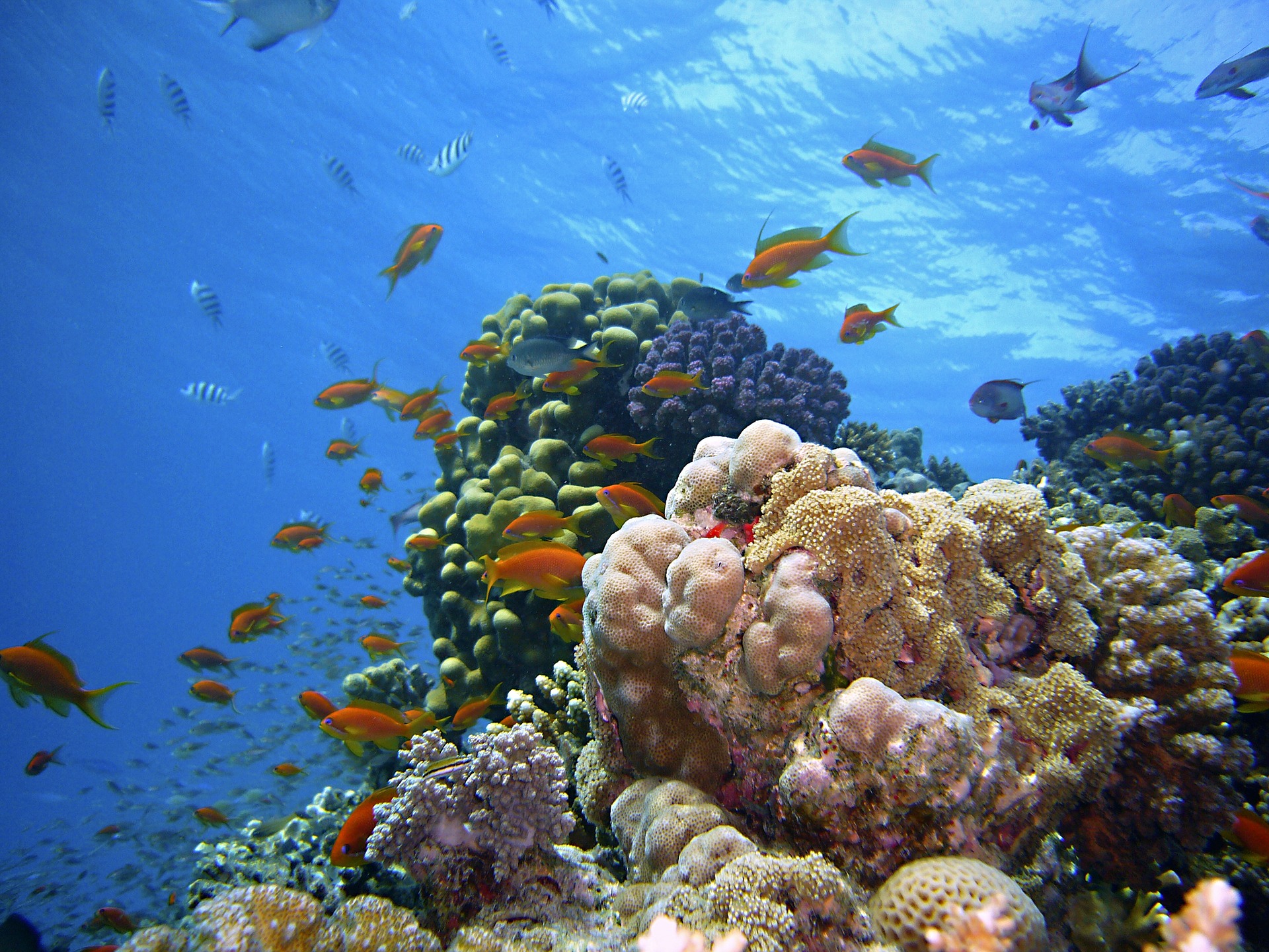 Les habitats sous-marins doivent changer alors que les sons d’origine humaine couvrent leurs voix