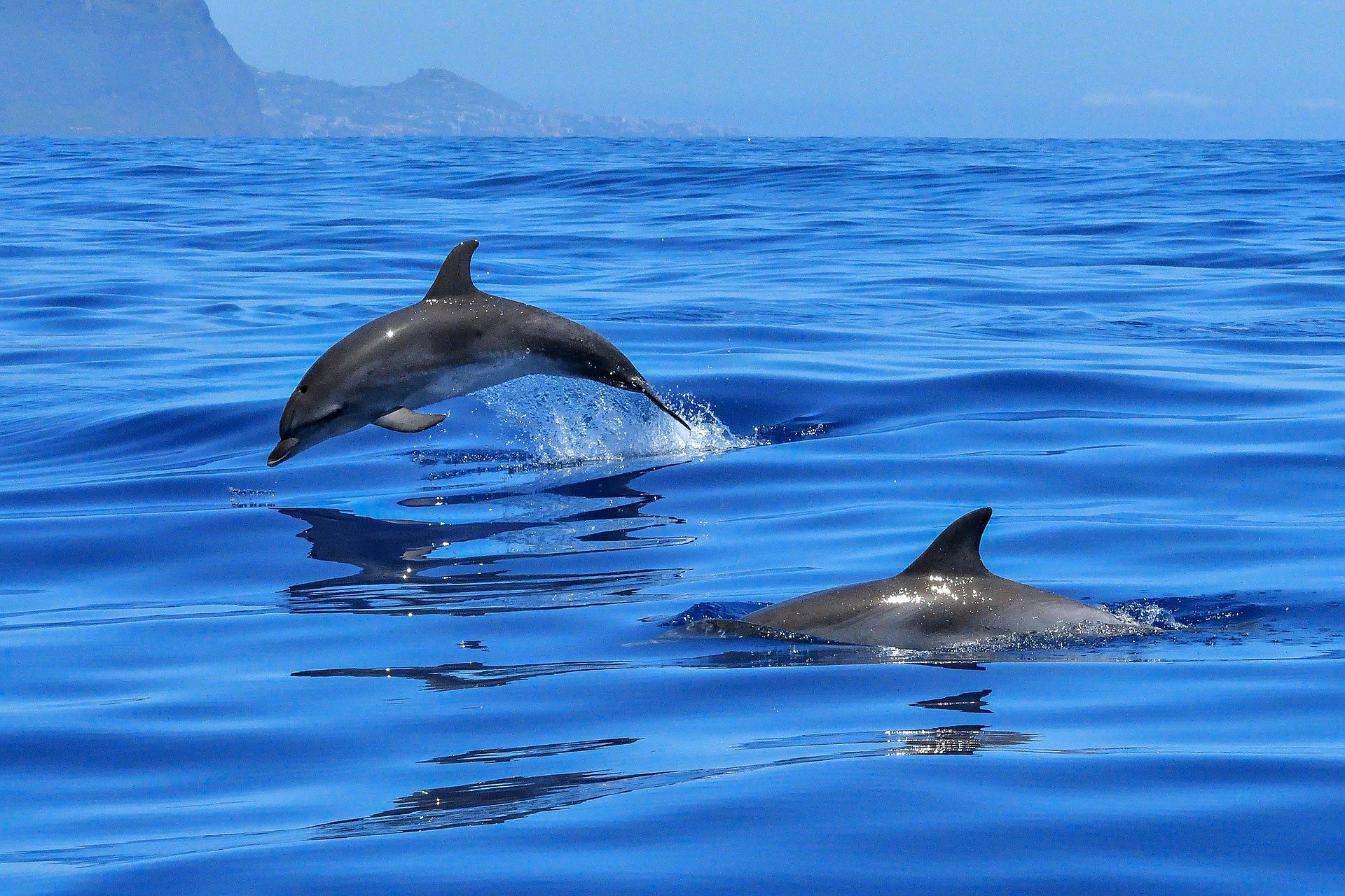 Pêche : pour protéger les dauphins, des associations réclament un moratoire hivernal