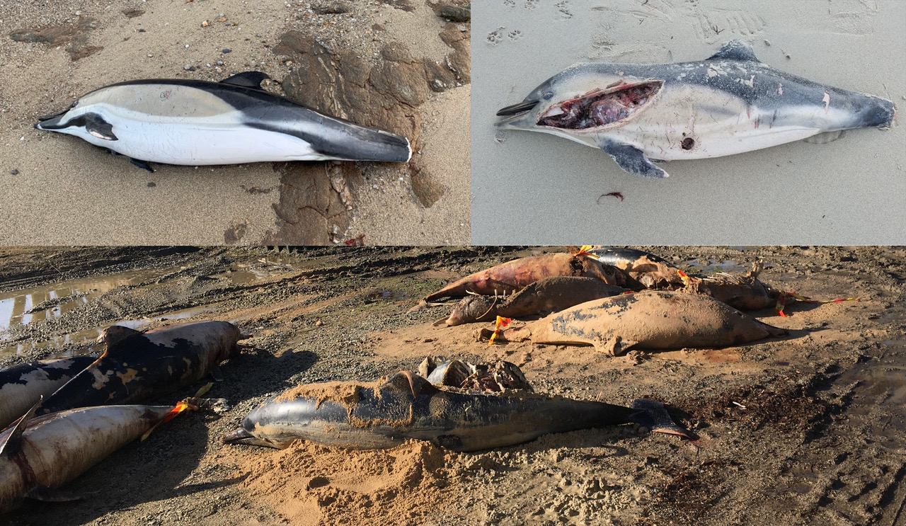 Charente-Maritime : hécatombe des dauphins, un recours déposé contre le gouvernement au Conseil d’Etat