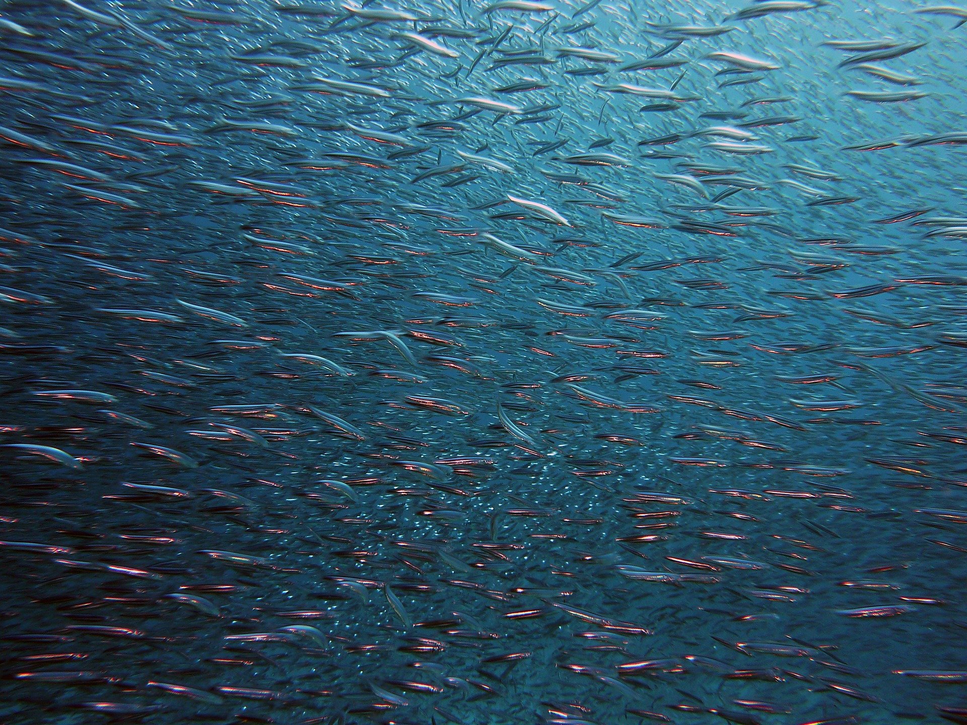 Pêche durable : le label créé par le WWF pour protéger les océans est-il efficace ?