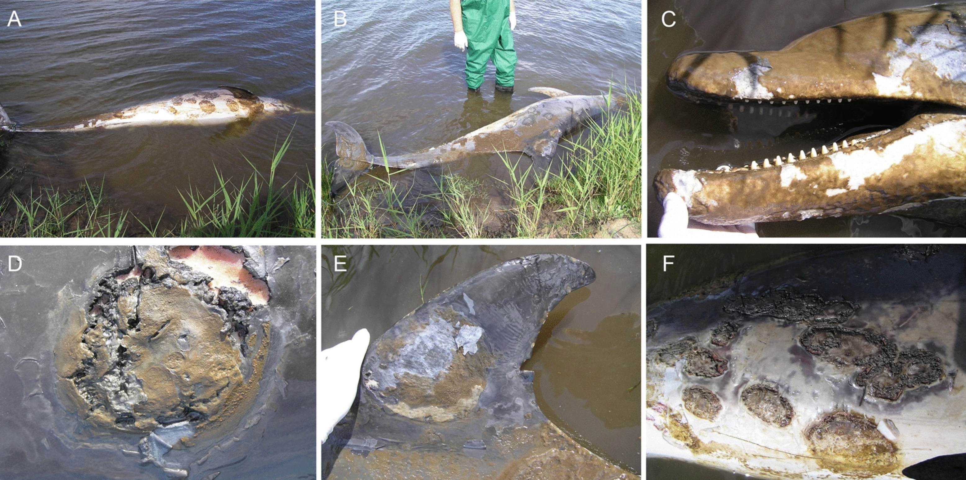 Le réchauffement climatique expose les dauphins à une maladie cutanée mortelle