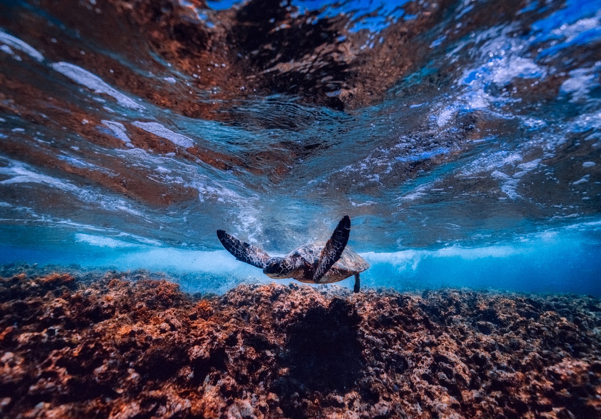 Israël : des tortues sauvées d’une marée noire grâce à de la mayonnaise