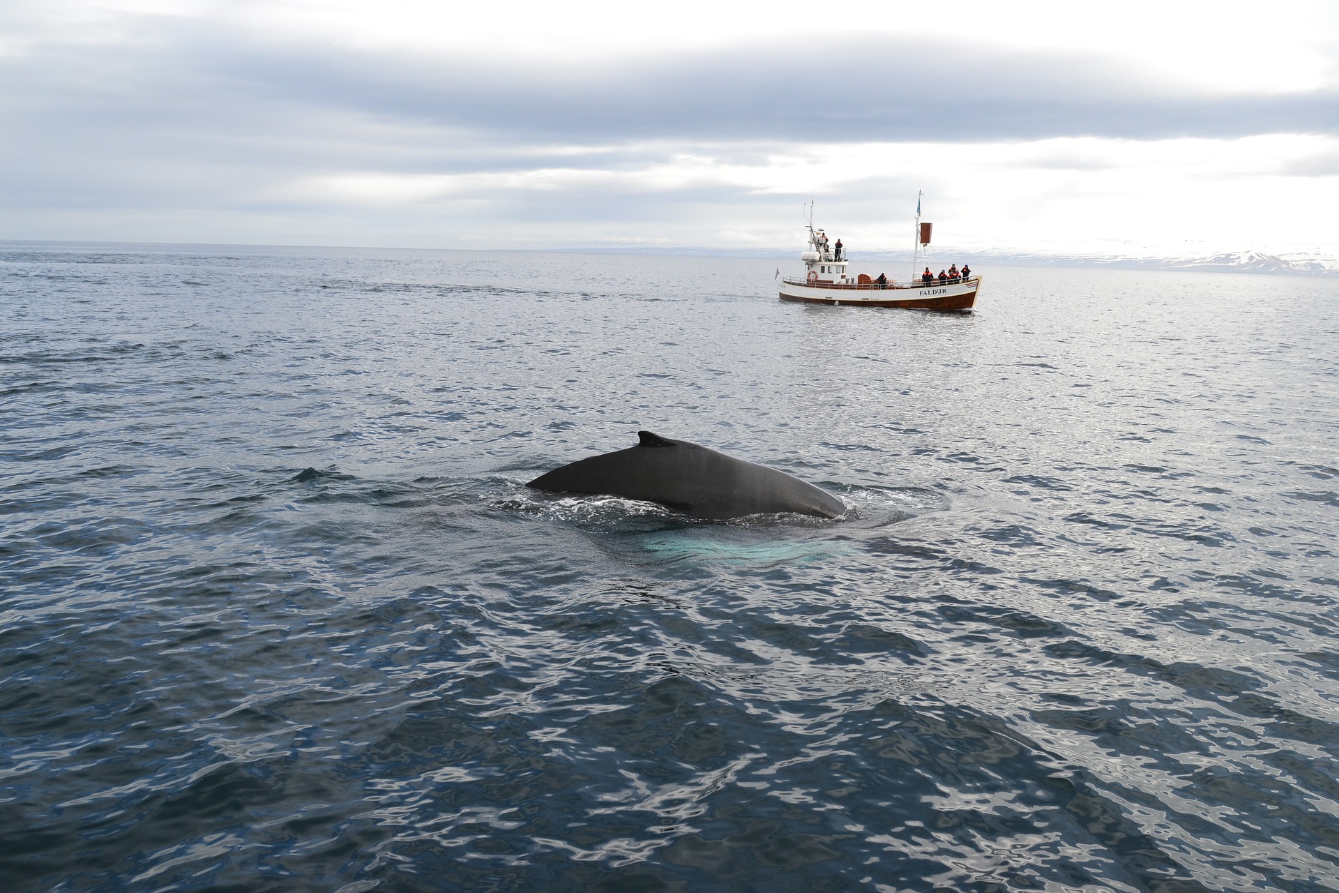 A Mayotte, les mammifères marins aussi ont besoin de distanciation physique