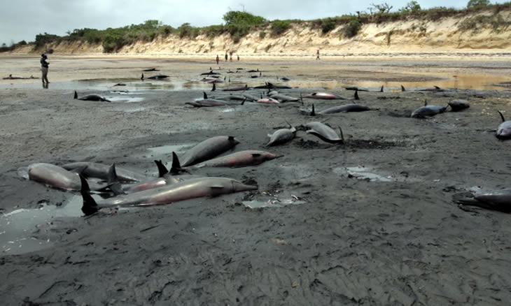 Mozambique : Une centaine de dauphins retrouvés morts