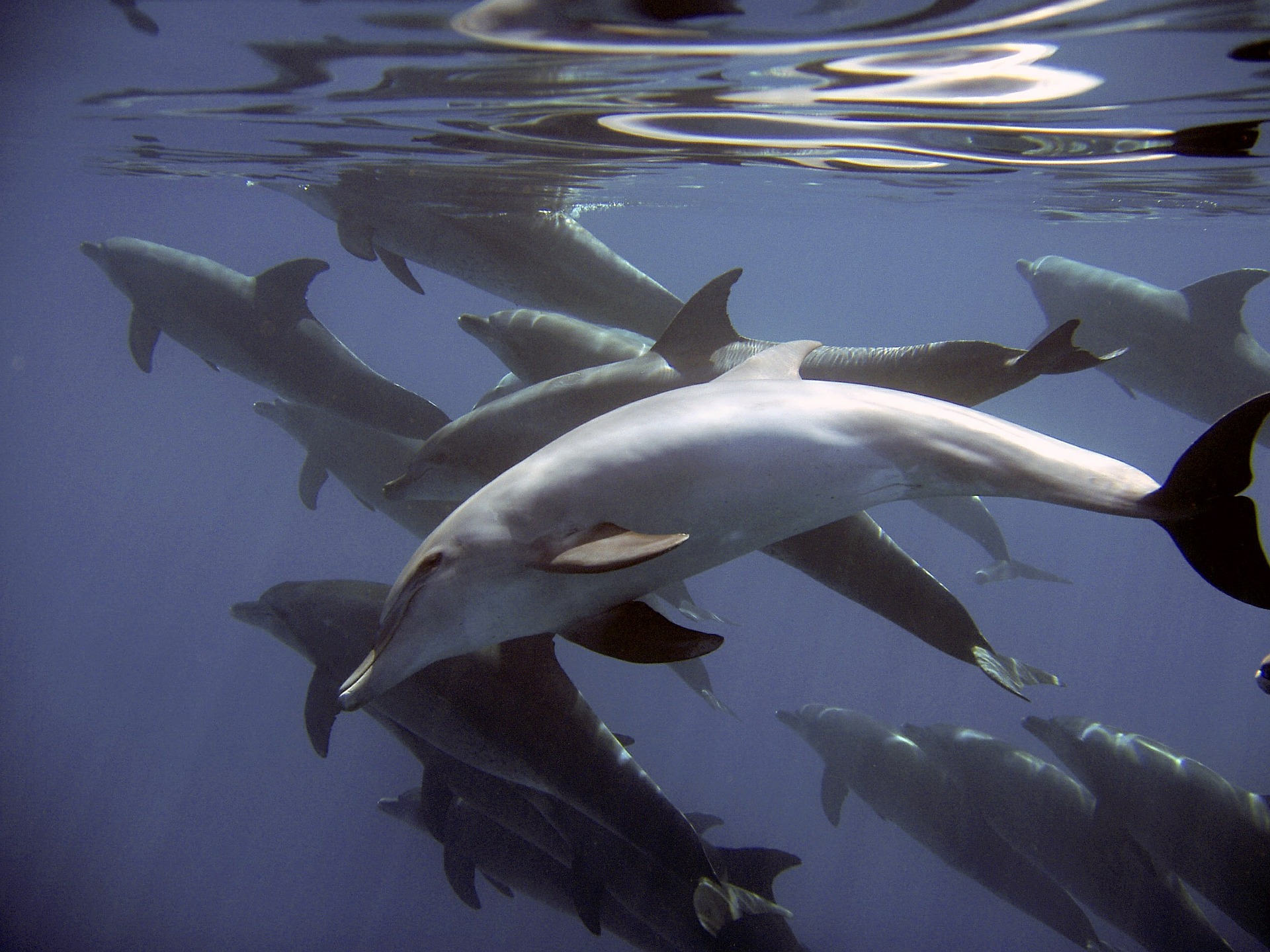 «Sur le front» des dauphins avec Hugo Clément, dimanche 21 février sur France 5