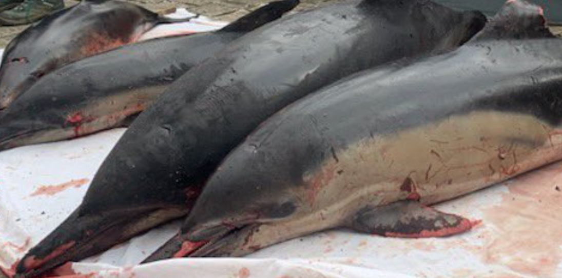 Des cadavres de dauphins déposés devant l’Assemblée Nationale pour dénoncer l’inaction de l’État