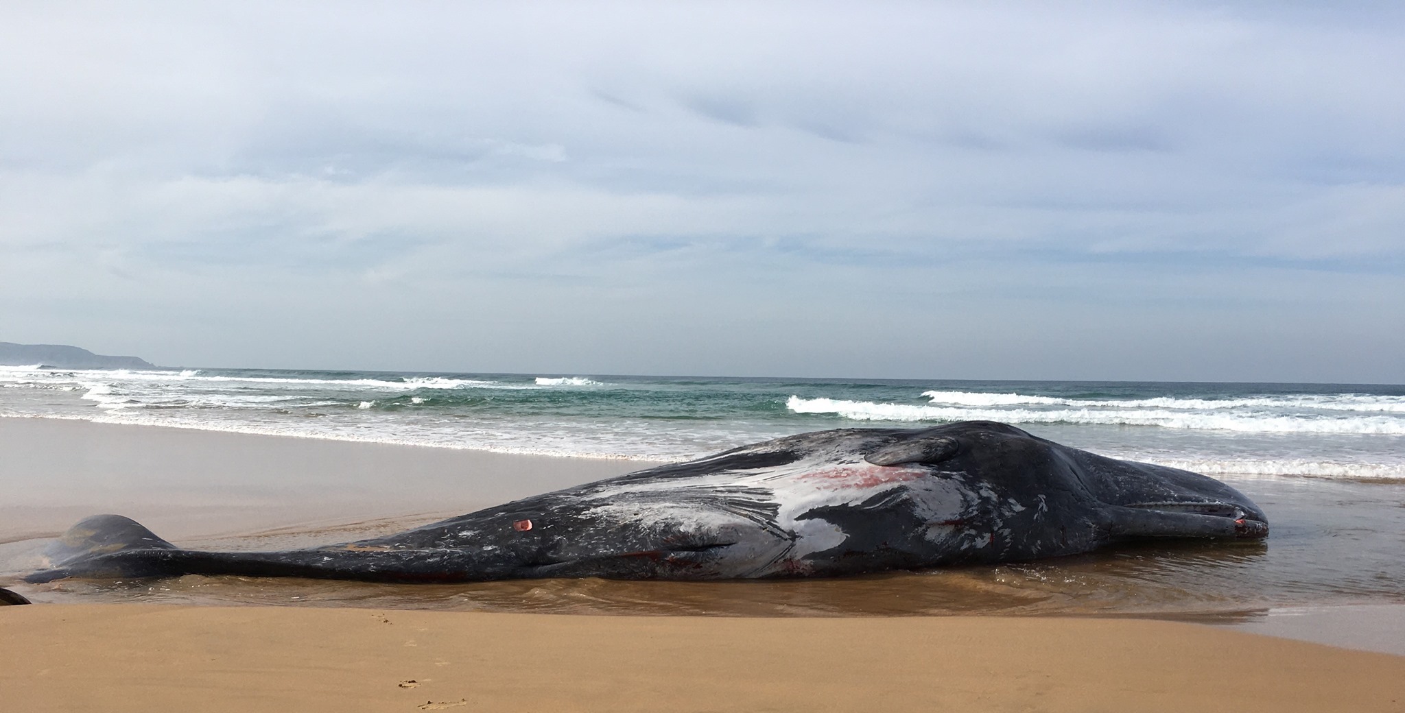 Un cachalot échoué en Australie montre les cicatrices d’une bagarre avec un calmar géant