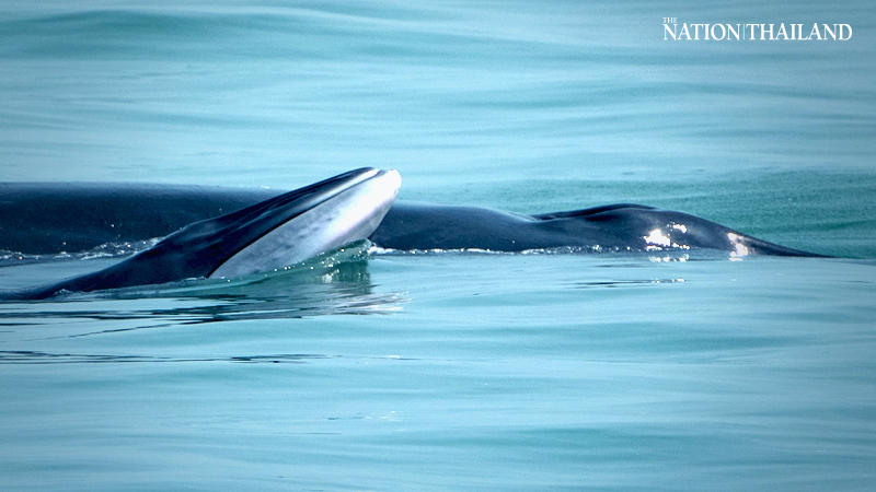 Un Rorqual de Bryde dans le golfe de Thaïlande donne naissance à un bébé