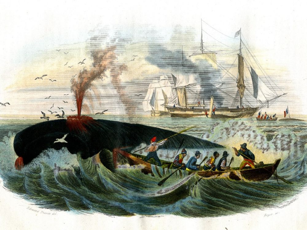 Ciblés par les baleiniers au 19e siècle, les cachalots ont appris à éviter les harpons