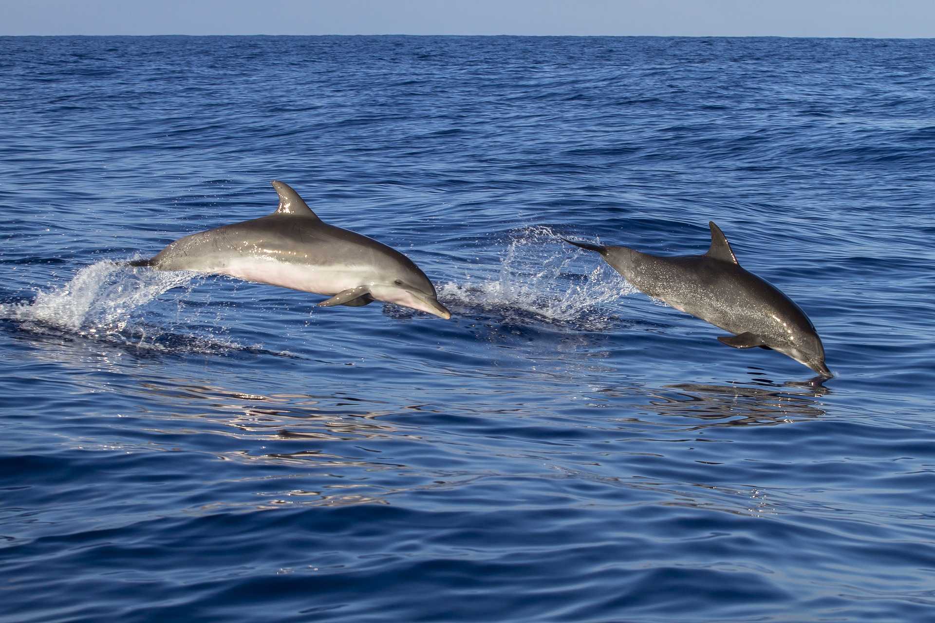 Les 7 engagements de l’État, des pêcheurs et des scientifiques pour lutter contre les captures accidentelles de petits cétacés en Atlantique