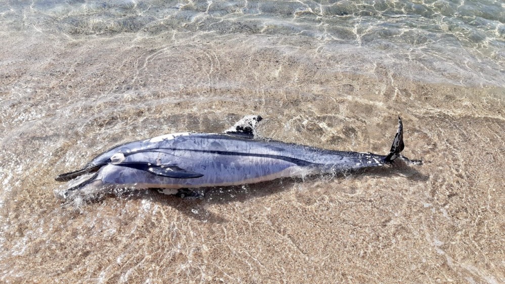 Un dauphin échoué sur le littoral d’Olmeto (Corse)
