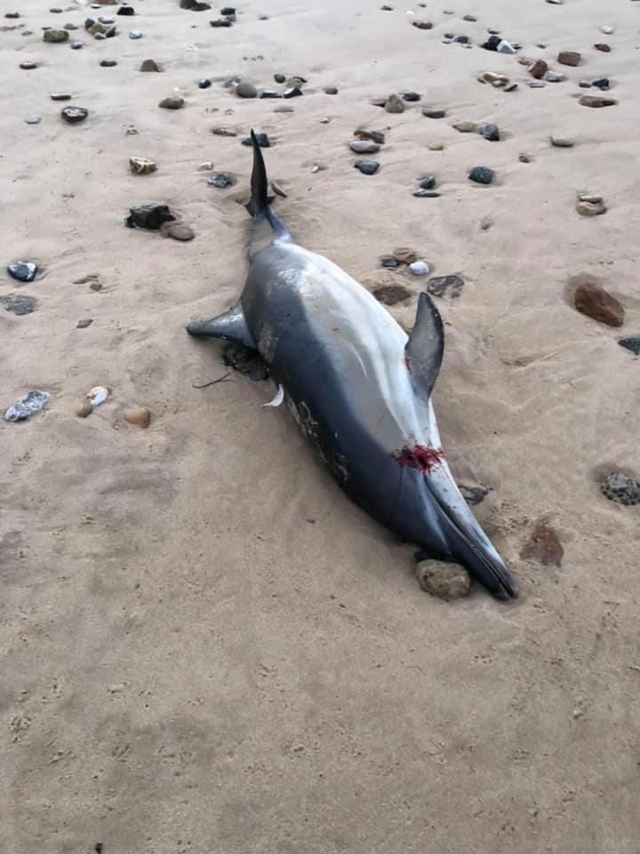 En deux jours, 35 dauphins échoués en Gironde