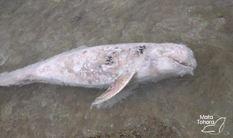 Un dauphin de Risso échoué à Reao (Polynésie Française)