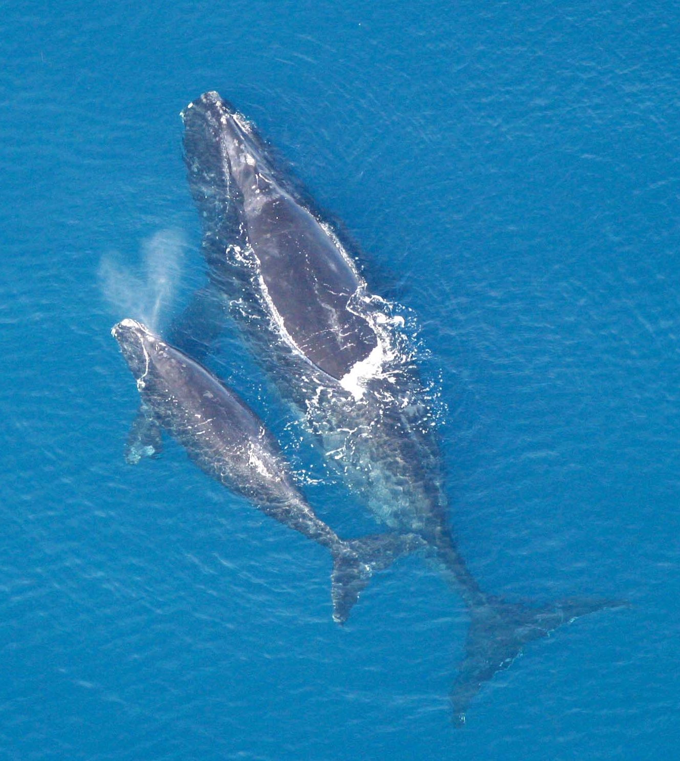 25% des mammifères marins sont en voie d’extinction. Changement climatique, la pêche est à blâmer