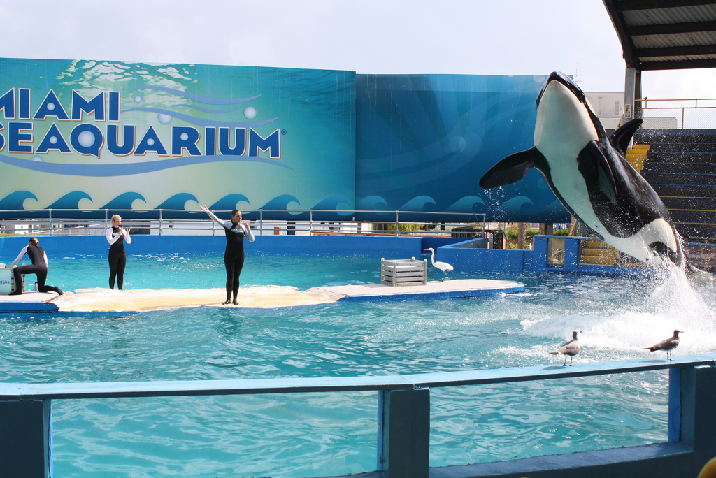 États-Unis ~ La licence du Miami Seaquarium à nouveau contestée