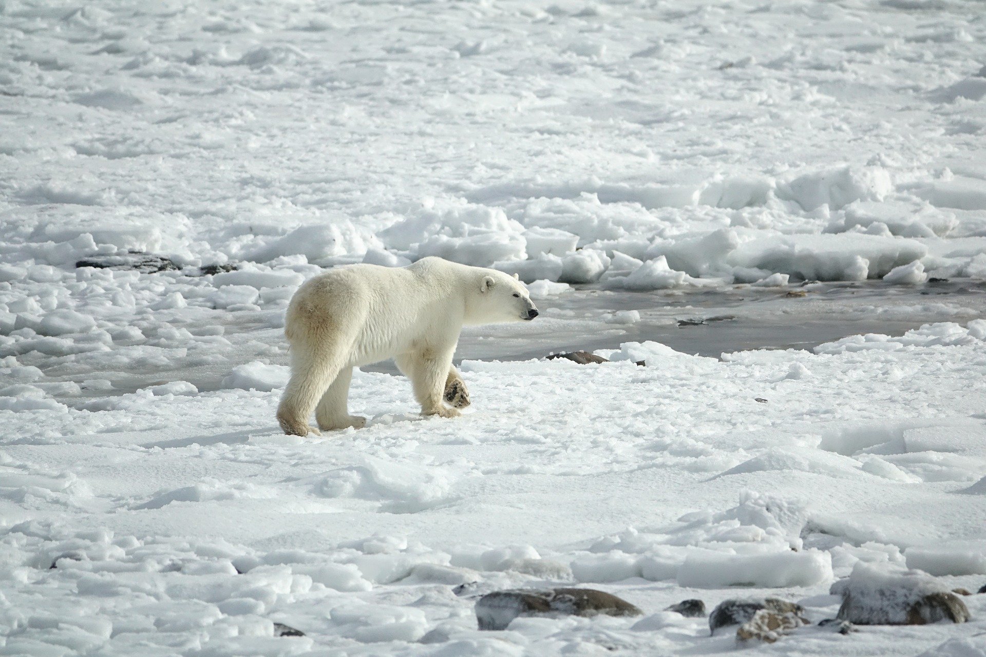 Les ours polaires et les narvals s’épuisent plus vite à cause de la fonte des glaces
