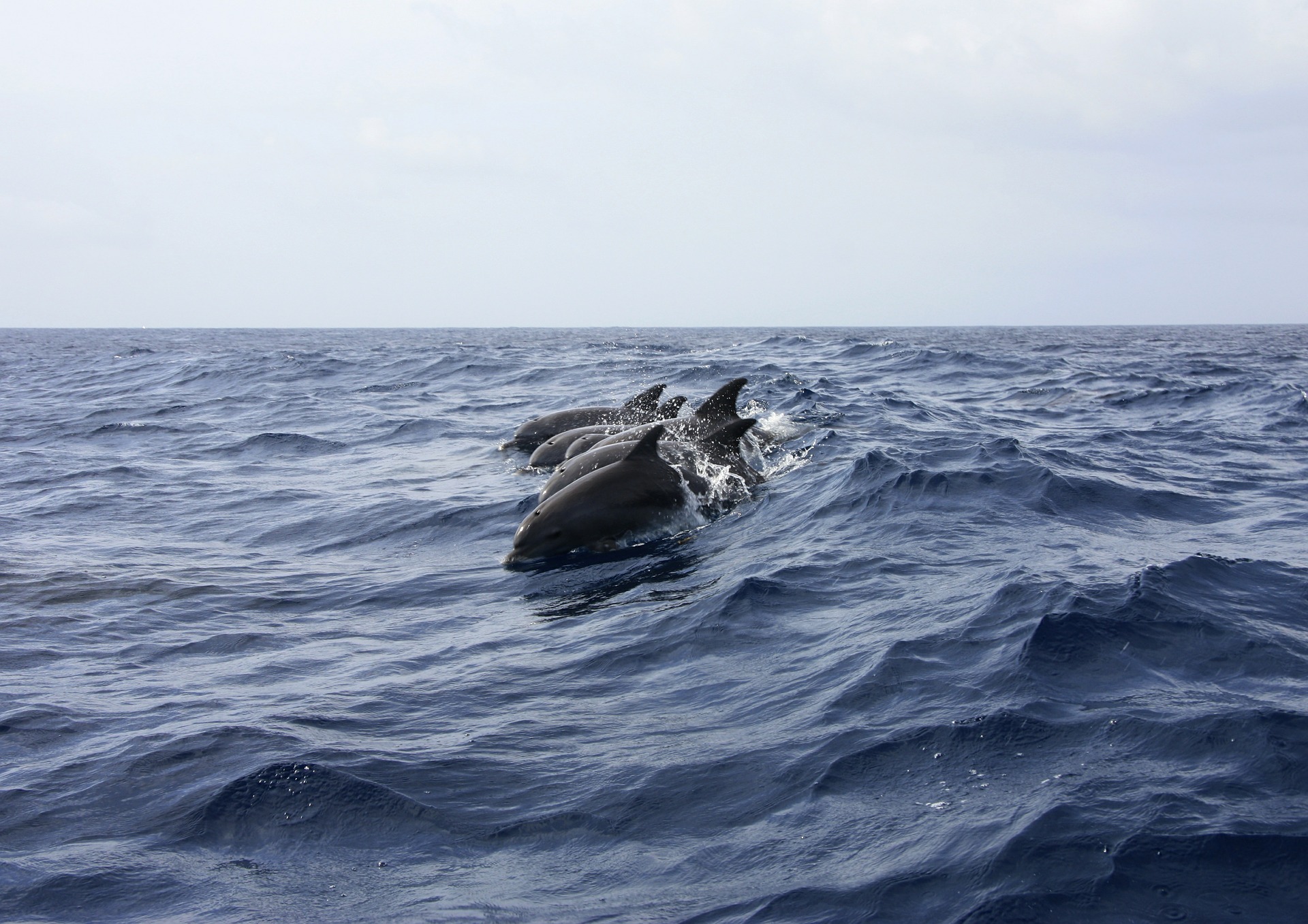 A Toulouse, l’entreprise CLS propose des cartes de zones à éviter pour protéger les dauphins du golfe de Gascogne