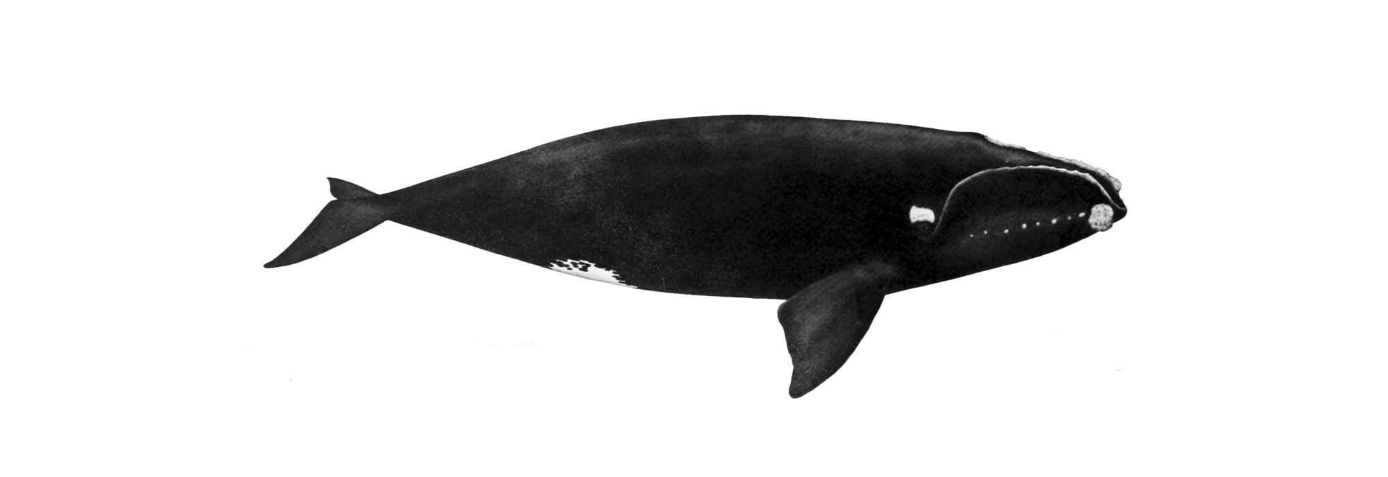 La première baleine noire de l’année arrive dans le golfe du Saint-Laurent