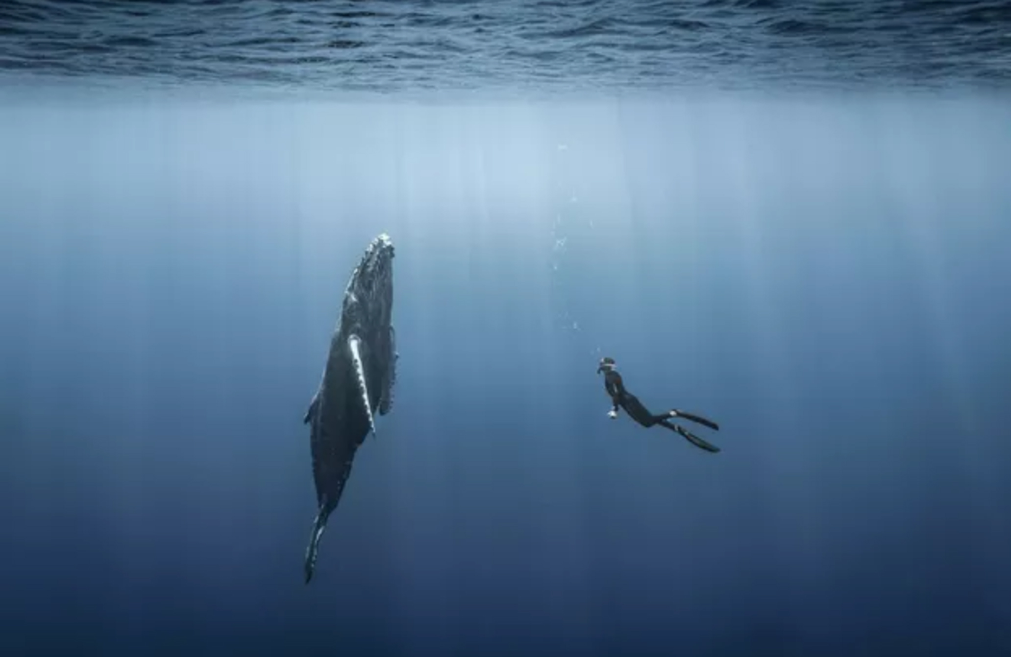 Danse synchronisée avec les baleines de la Réunion