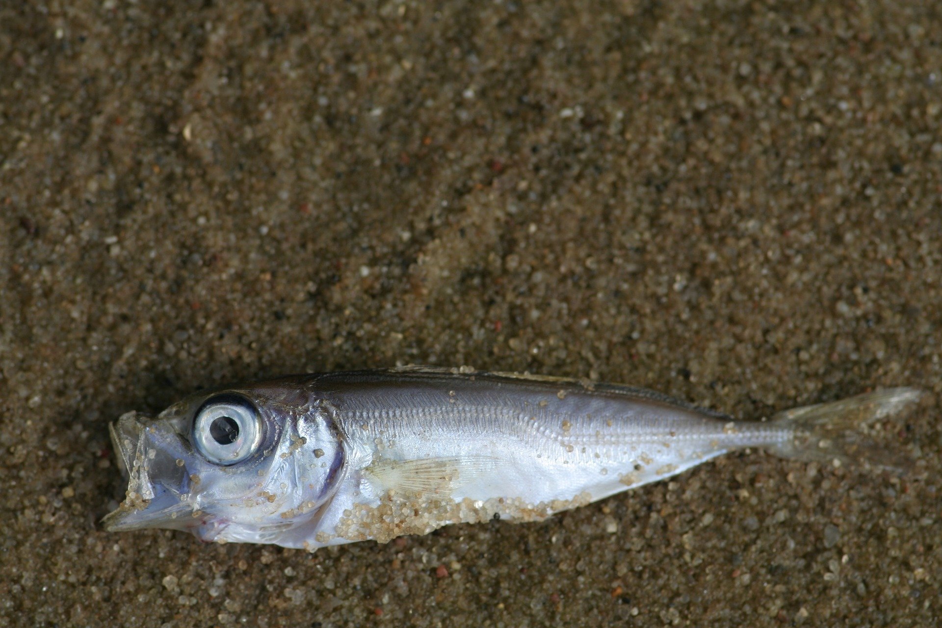 Ghana: des centaines de poissons et dauphins morts s’échouent sur des plages