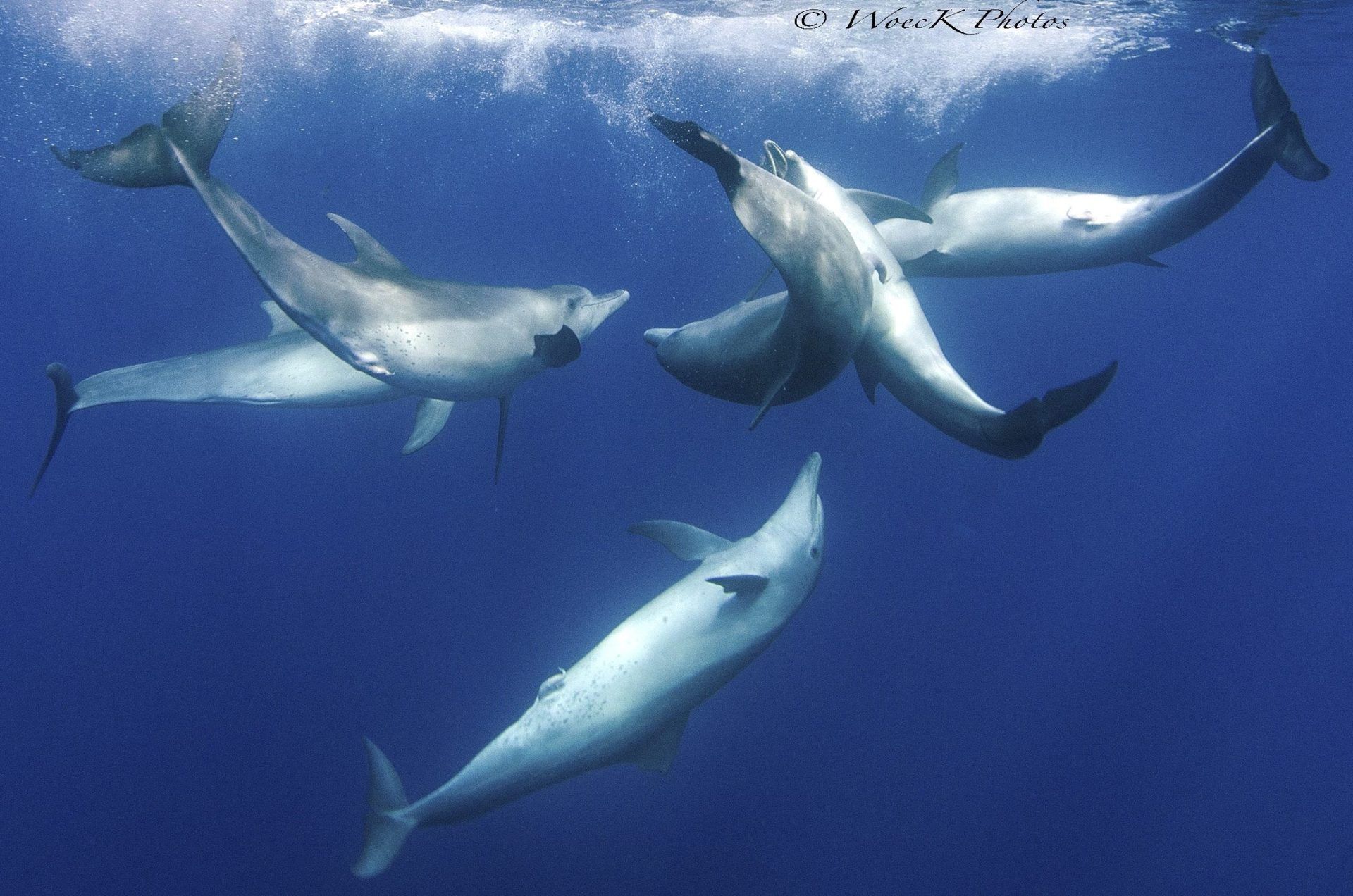 Les dauphins savent se reconnaître et se rassembler entre amis
