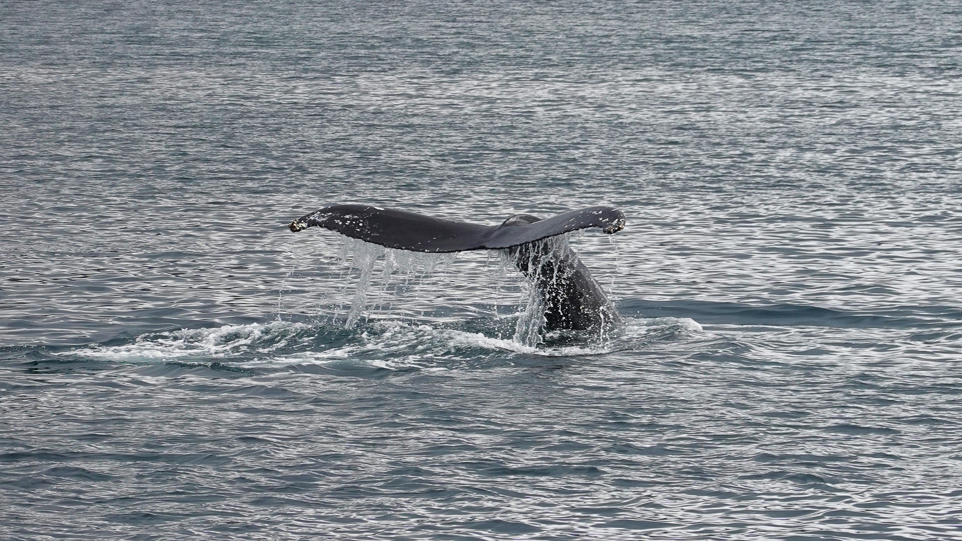 Au Mexique, observer les baleines pour oublier la pandémie