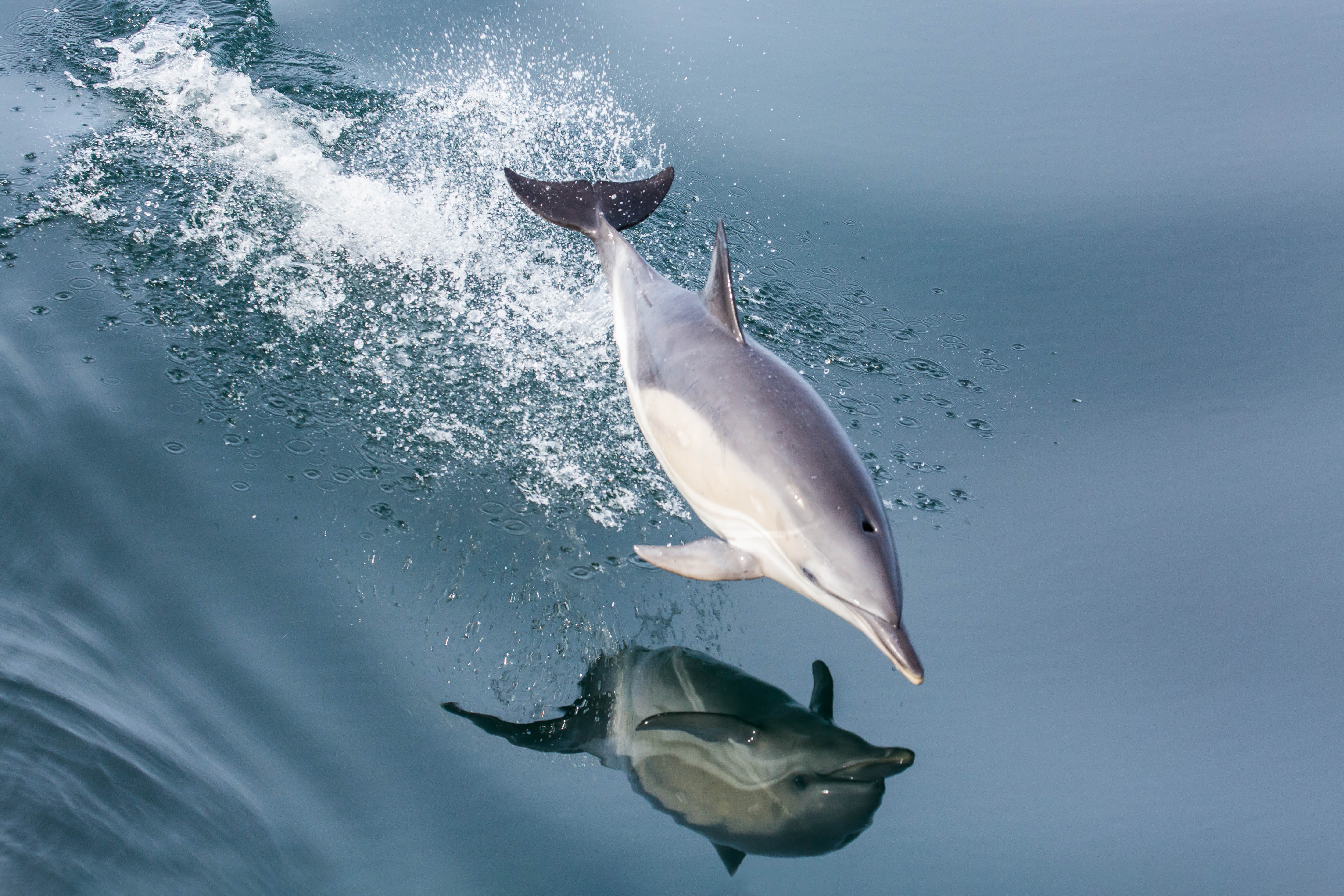 Prises accidentelles de dauphins : les pêcheurs notent une réduction « encourageante »
