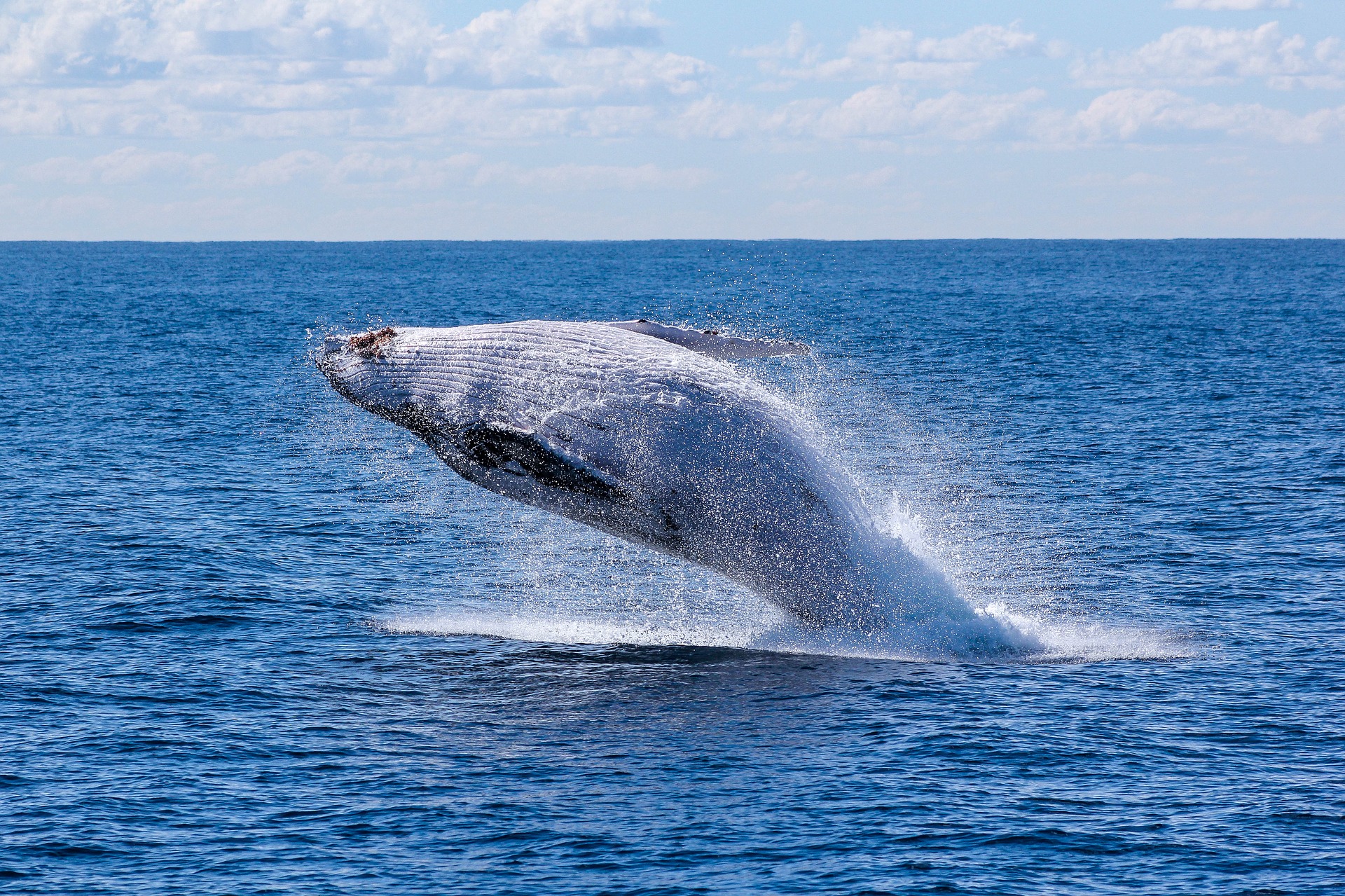 Premières baleines de l’année à Rurutu (Polynésie française)