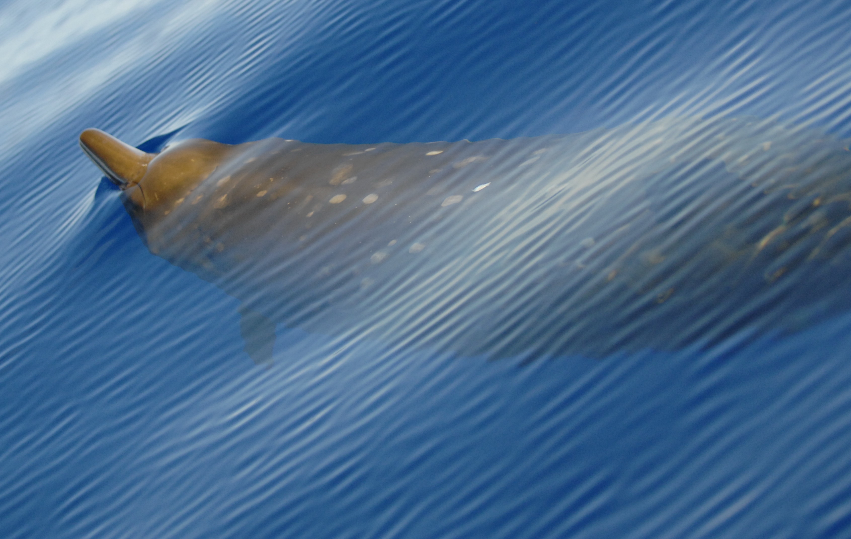 France: 16 kg de plastiques retrouvés dans le ventre d’une baleine à bec