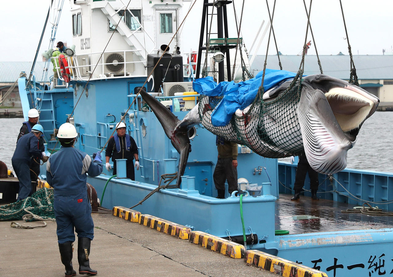 Japon ~ un nouveau baleinier sur le point d’être construit