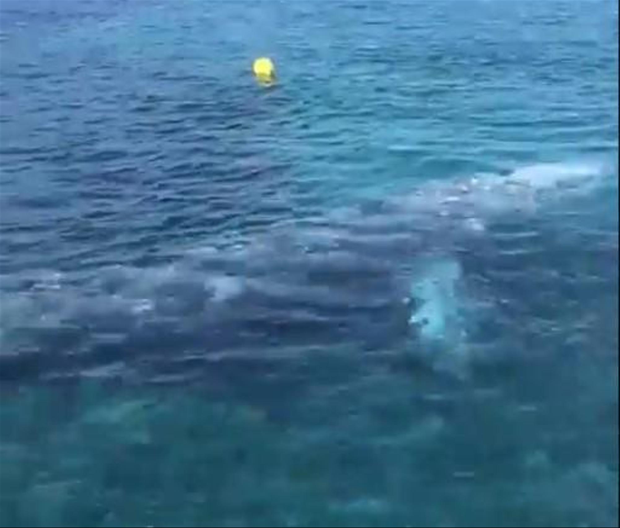 Trois semaines après sa découverte en Méditerranée française, la baleine grise Wally est à l’agonie en Espagne