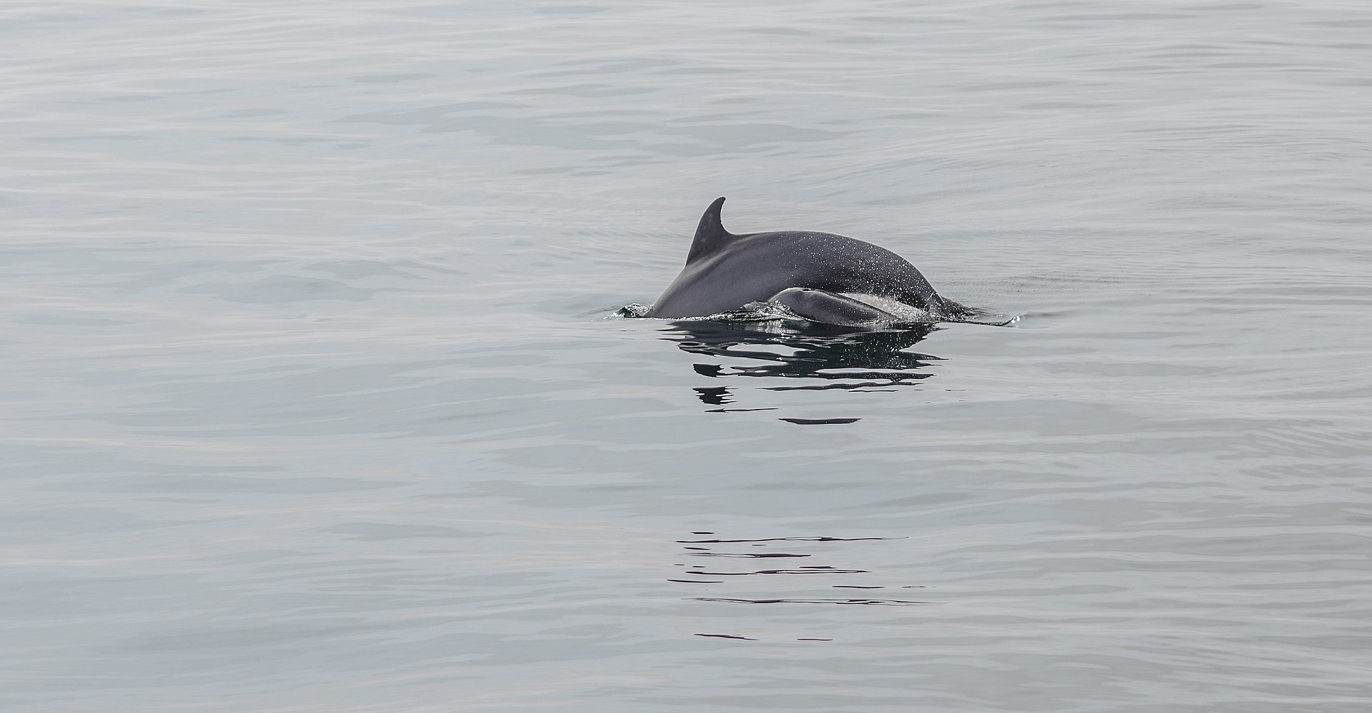 Corée ~ D’anciens dauphins captifs donnent la vie en pleine nature