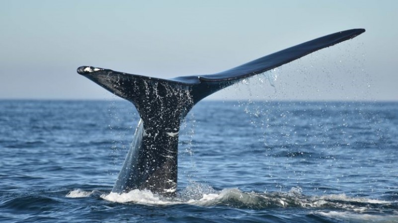 Réduction troublante de la taille des baleines noires