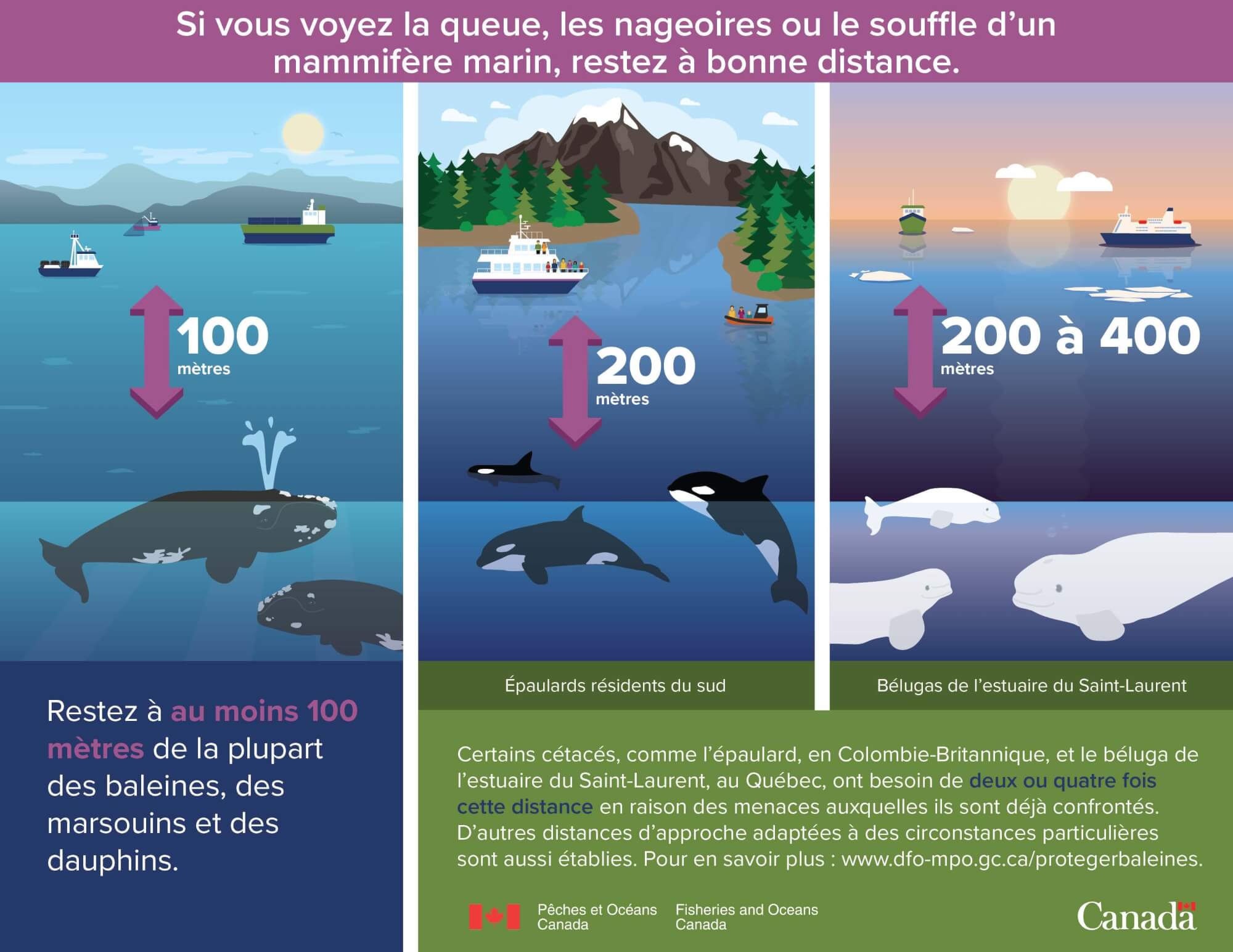 Cet été, gardez vos distances avec les mammifères marins!