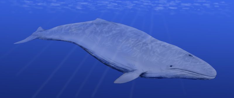 Un détecteur de bombes nucléaires permet de découvrir une population inconnue de baleines bleues