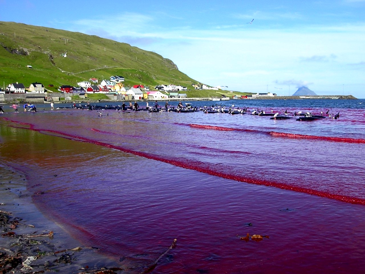 Le plus grand massacre de dauphins en Europe se perpétue dans les îles Féroé (Danemark)