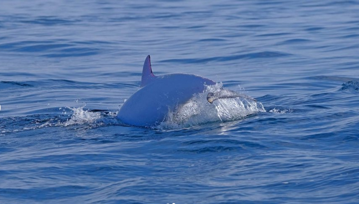 Un dauphin blanc observé au large de Capbreton, un événement rarissime