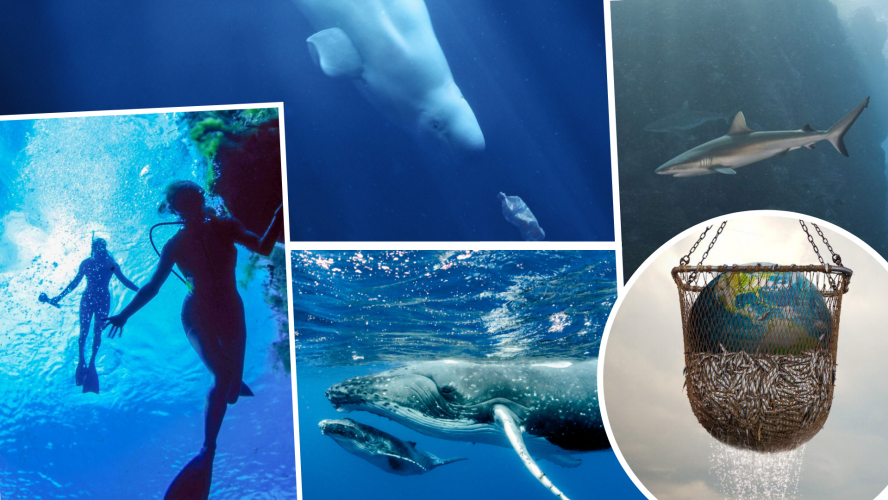 5 documentaires disponibles en streaming pour plonger dans la Journée mondiale de l’océan