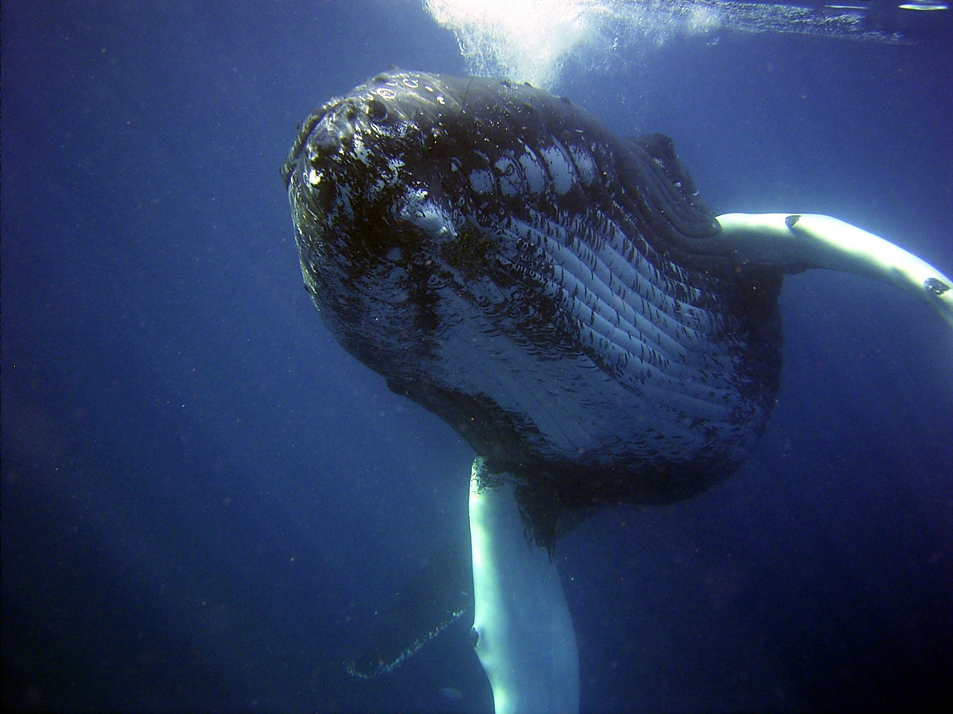 Une baleine à bosse ne peut pas avaler un plongeur : les explications de Globice